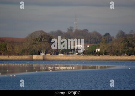 Guardando verso Topsham delle capre a piedi da Turf Hotel, attraverso il file exe estuario e alimentazione di svernamento avocette. South Devon, Regno Unito. Gennaio, 2018. Foto Stock