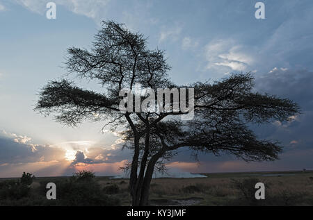 Steppa fire al tramonto sul fiume Chobe in Botswana Foto Stock