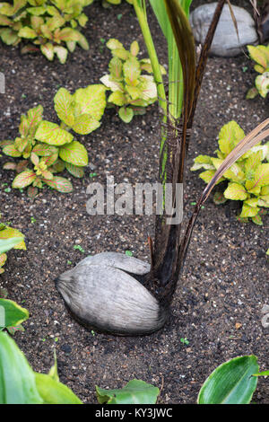 Palma da cocco: Cocos nucifera. Nuove riprese dal seme. Giardino botanico, UK. Foto Stock