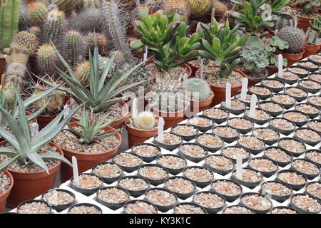 Succulente e cactus impianto sul display a Oakdene cactus nursery, vicino a Barnsley, South Yorkshire, Inghilterra, Regno Unito, Foto Stock