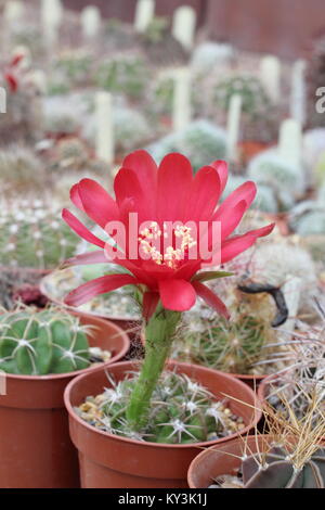 Echinopsis calorubra, un tipo di cactus hedgehog, in fiore in una serra, England, Regno Unito Foto Stock