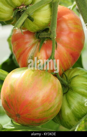 Solanum lycopersicum 'Vintage vino " Pianta di pomodoro varietà crescente sulla vite in una serra, England, Regno Unito Foto Stock