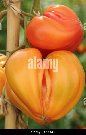 Solanum lycopersicum "arancione" russo pianta di pomodoro varietà crescente sulla vite in una serra, England, Regno Unito Foto Stock