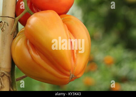 Solanum lycopersicum "arancione" russo pianta di pomodoro varietà crescente sulla vite in una serra, England, Regno Unito Foto Stock