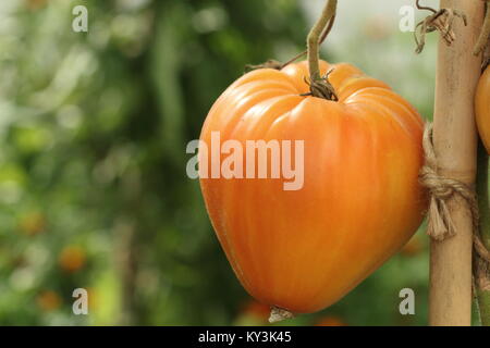 Solanum lycopersicum "arancione" russo pianta di pomodoro varietà crescente sulla vite in una serra, England, Regno Unito Foto Stock