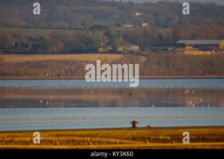 Stormo di uccelli (Dunlin, Godwit) sopra la piana di fango del file Exe Estuary al tramonto, Woodbury Common in background. South Devon, Regno Unito. Gennaio, 2018. Foto Stock