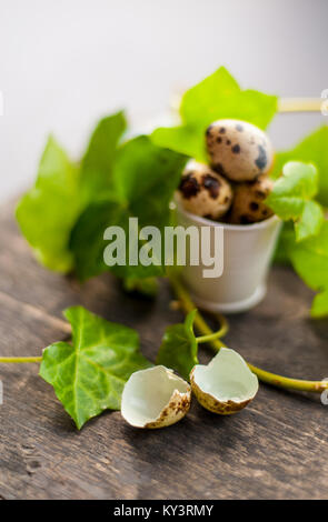 Intero e schiuse spotted uova di quaglia in una decorativa mini benna con verde edera germogli su sfondo indietro Foto Stock