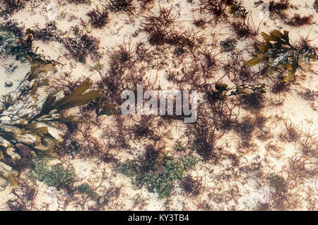 Vista dall'alto in basso di alghe su un a Ardnamurchan rockpool, Scozia. 01 gennaio 2018. Foto Stock