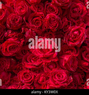 Bellissime rose rosse con gocce di pioggia Foto Stock