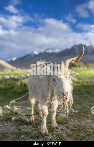 Bella capra bianca ritratto su un pascolo nella regione del Ladakh, India Foto Stock
