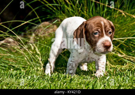 Braque Francais cucciolo circa dodici settimane-vecchio Foto Stock