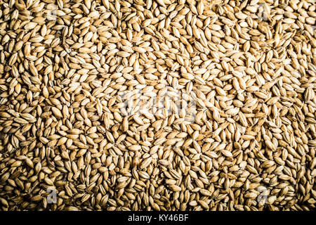 Pilsner Birra di malto di grano Texture Close-up Foto Stock