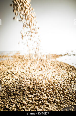 La caduta di Pilsner Birra di malto di heap di grano su un bianco riflettente tabella in Studio Foto Stock