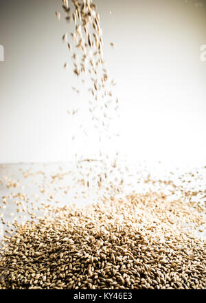La caduta di Pilsner Birra di malto di heap di grano su un bianco riflettente tabella in Studio Foto Stock