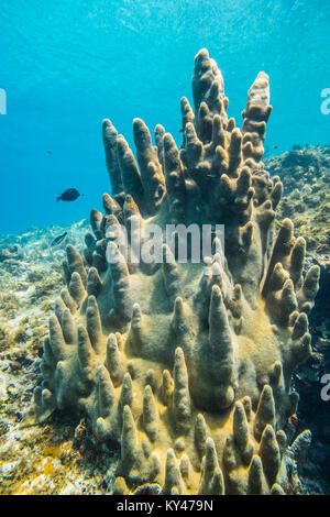 Enorme e rari coralli pilastro nel Mar dei Caraibi Foto Stock