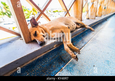Senzatetto stanco piccolo cane giacenti e dormire a corrimano in aeroporto dei Caraibi. Foto Stock