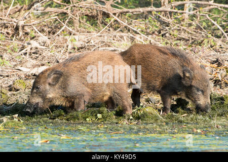 Il Cinghiale Cubs (Sus scrofa) ricerca alimentare acqua sulla riva, nel Delta del Danubio Foto Stock