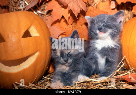 Due gattini grigi sonnolenti, Felis catus, addormentati da Jack-o-lantern in un fienile autunnale, Missouri, Stati Uniti Foto Stock