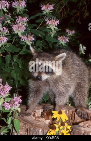 Procione, Procione lotor, in piedi sul moncone nel giardino di notte, Missouri, Stati Uniti d'America Foto Stock