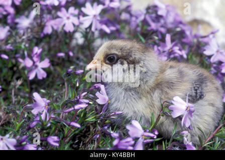 Adorabile pulcino grigio (Gallus gallus) nella lavanda (phlox Phlox stolonifera) in primavera, Missouri, Stati Uniti d'America. Foto Stock