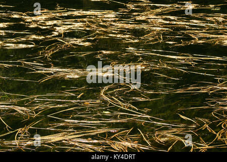 Close up di alghe che crescono in acqua di lago, Papuk Park, Croazia Foto Stock