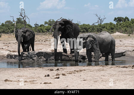 Gruppo di elefanti a waterhole Chope nel Parco Nazionale del Botswana