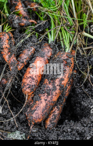 Freschi carote organico a destra fuori del terreno. Giardinaggio organico a sua migliori. Foto Stock