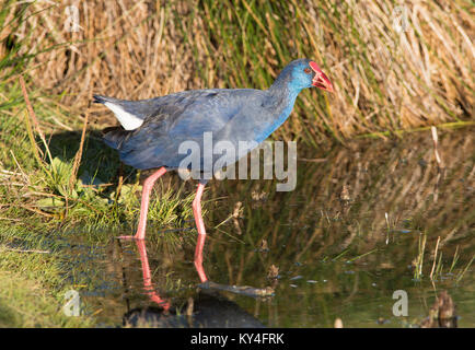 Purple Swamphen (porfiria Porphyrio) Algarve in Portogallo. Foto Stock