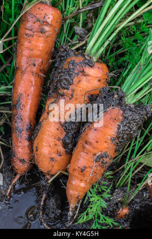 Freschi carote organico a destra fuori del terreno. Giardinaggio organico a sua migliori. Foto Stock