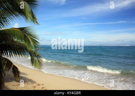 Palm Tree sulla spiaggia di sabbia in Savaii, Samoa Foto Stock