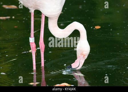 Unione fenicottero maggiore, fenicottero rosa (Phoenicopterus roseus), il Bioparco di Roma, Italia Foto Stock