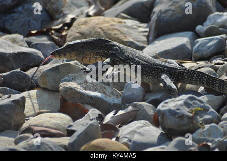 L'elemento di monitoraggio presenza acqua lizard camminare su rocce sull Isola di Tioman, Malaysia, Asia Foto Stock