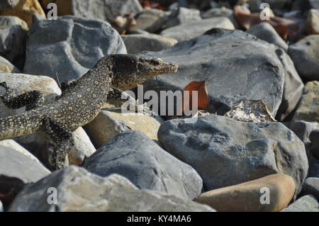 L'elemento di monitoraggio presenza acqua lizard camminare su rocce sull Isola di Tioman, Malaysia, Asia Foto Stock