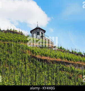 Vigneto vicino a Bernkastel-Kues presso il fiume Moselle Foto Stock