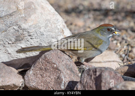 Verde-tailed Towhee, (Pipilo chlorurus), Bosque del Apache National Wildlife Refuge, nuovo Messico, Stati Uniti d'America. Foto Stock