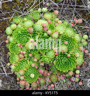 Giovani semprevivo dall'alto punto di ripresa, un quadrato Foto Stock