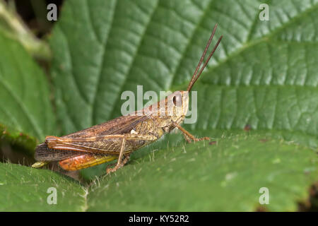 Campo comune Grasshopper (Chorthippus brunneus) poggiante su un Rovo foglie. Cahir, Tipperary, Irlanda. Foto Stock