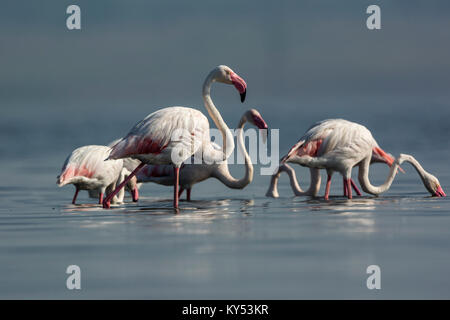 Maggiore fenicotteri Foto Stock