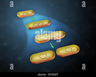 Fissione binaria in batteri. 3D'illustrazione. Foto Stock