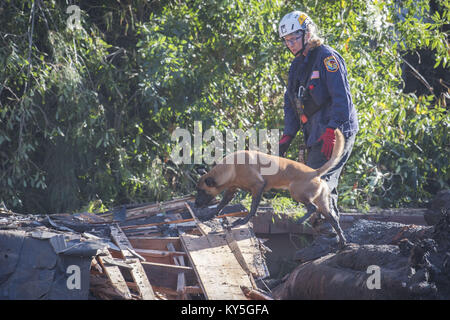 Montecito, California, Stati Uniti d'America. Xii gen, 2018. Una ricerca e salvataggio K9 e il suo gestore condurre operazioni nella zona di Hot Springs e frantoio strade venerdì pomeriggio. Colate di fango causato pesanti danni inizio martedì. Credito: Erick Madrid/ZUMA filo/Alamy Live News Foto Stock