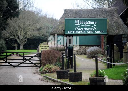 Abbotsbury Swannery nel Dorset, Regno Unito. Il 13 gennaio, 2018. L'influenza aviaria è stata rilevata in 17 uccelli selvatici a Abbotsbury Swannery nel Dorset, UK Credit: Finnbarr Webster/Alamy Live News Foto Stock