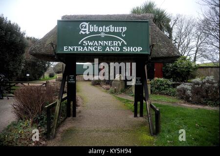 Abbotsbury Swannery nel Dorset, Regno Unito. Il 13 gennaio, 2018. L'influenza aviaria è stata rilevata in 17 uccelli selvatici a Abbotsbury Swannery nel Dorset, UK Credit: Finnbarr Webster/Alamy Live News Foto Stock