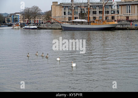 Bristol, Regno Unito. Il 13 gennaio, 2018. Regno Unito meteo: una famiglia di cigni nuotano nel Bristol City Docks in un freddo e noioso sabato pomeriggio. Keith Ramsey/Alamy Live News Foto Stock