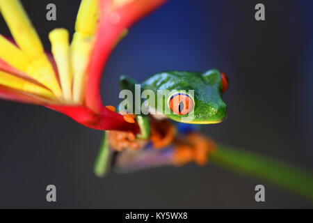 Red-eyed raganella (Agalychnis callidryas) in Costa Rica pianura giungla Foto Stock