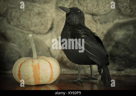 Halloween design concept black raven arancione zucca Foto Stock