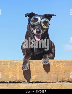 Black lab retriever mescolare con la lingua penzolante fuori seduta su un paesaggio naturale sfondo su un giorno di estate con goggle su Foto Stock