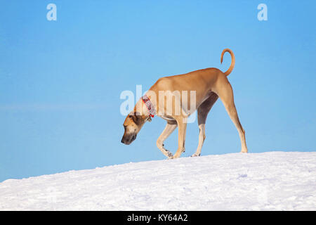Enorme alano camminando su di una collina in mezzo alla neve con un bel cielo azzurro in una fredda giornata invernale Foto Stock