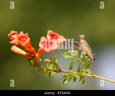 Bella foto hummingbird in un ambiente naturale Foto Stock