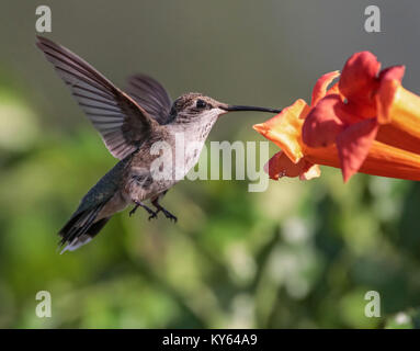 Bella foto hummingbird in un ambiente naturale Foto Stock