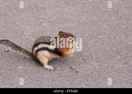 Closeup colpo di Scoiattolo striado holding e mangiare i dadi. Foto Stock